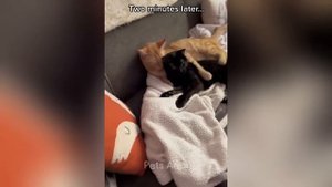 Улетные приколы с животными смех до слез  ЧАСТЬ 5