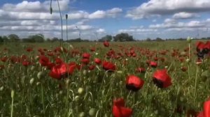 Красивая Азербайджанская песня