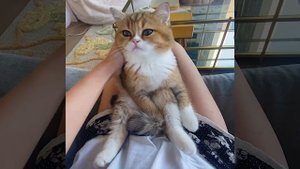 Животные 7
