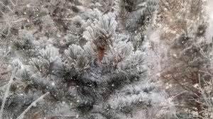 Зимний лес - Футаж / Winter forest - Footage