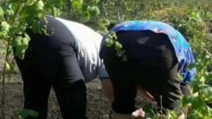 Не ищите нас вконтакте...
В одноклассниках нас нету!
Мы теперь на огороде От закату до рассвету.))