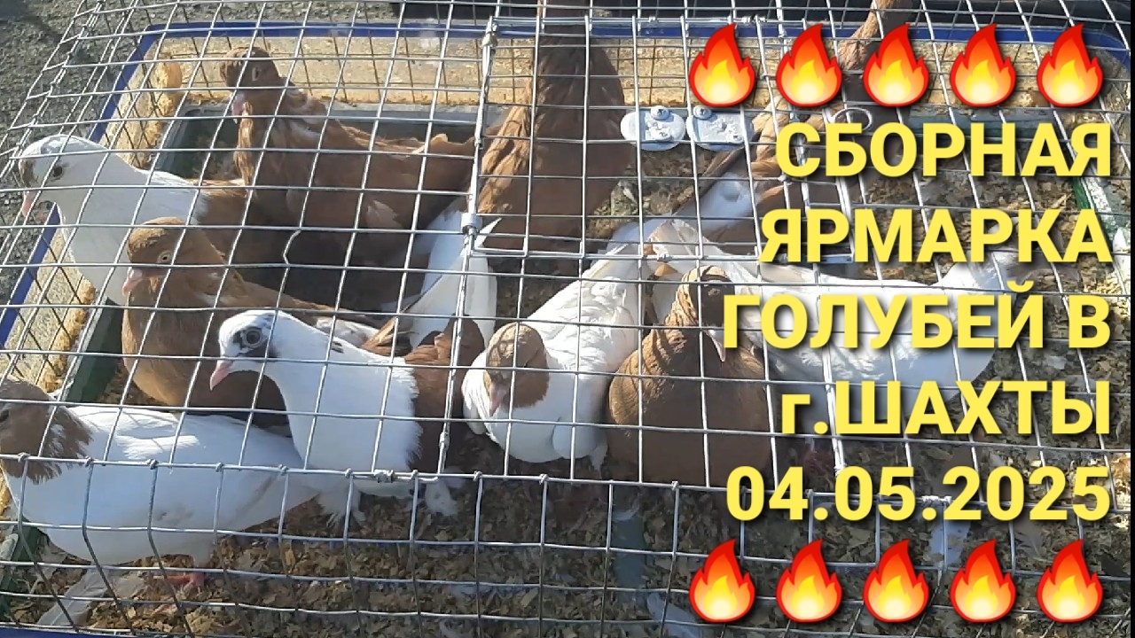 🔥🔥🔥 04.05.25. Сборная ярмарка голубей в г.Шахты. Pigeons Fair.  Bird Market.