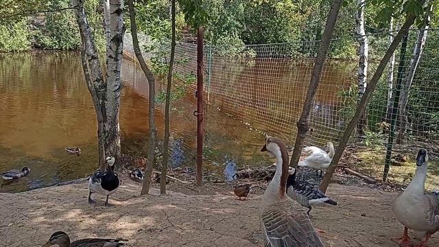 Уголок водоплавающих птичек