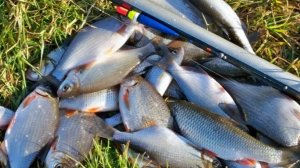 Тайны успешной рыбалки на удочку-что нужно знать каждому рыбаку?