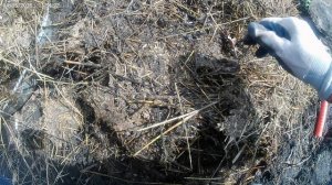 Садим в огороде красавицу жасмин