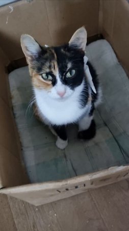 Кошка Лялька в добрые руки