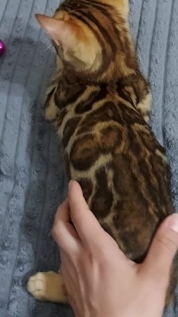 Бенгальская девочка