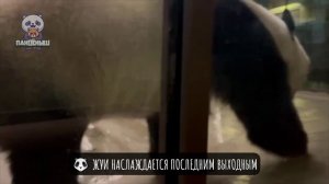 🐼 Жуи наслаждается последним выходным и вам рекомендует