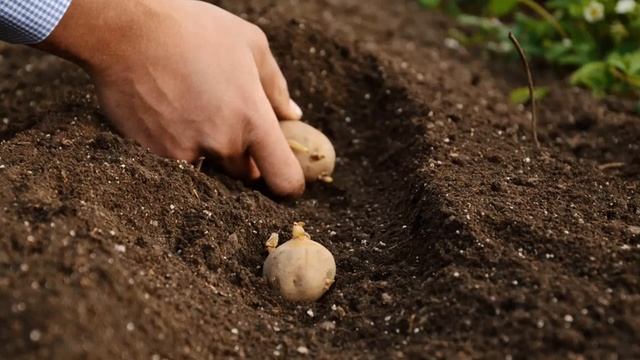 ПОСАДКА КАРТОФЕЛЯ В МАЕ. ОТ КОГДА НУЖНО САЖАТЬ КАРТОФЕЛЬ