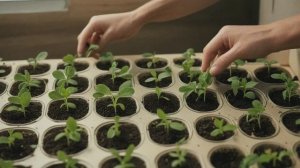 Как вырастить рассаду без пикировки. - Советы огородные