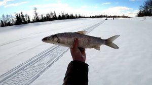 Мы снова на реке в Эвенкии. Рыбалка на хариуса и сига в мае. 04.05.2023