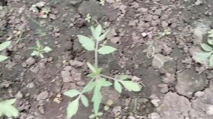 03-05-2025 Дела садово-огородные.Посев капусты поздней и редиса