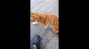 Кот. Фокс