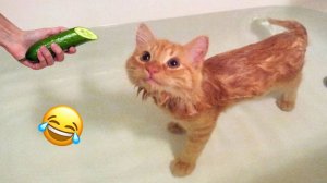 ПРИКОЛЫ С ЖИВОТНЫМИ ДО СЛЕЗ 2025 Смешные КОТЫ И СОБАКИ Приколы