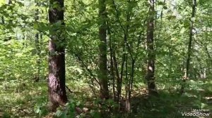 Видеорелакс "Прогулка по весеннему лесу".