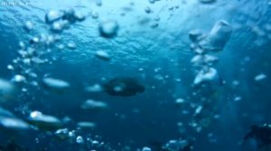 Дайвинг Египет, Шарм Эль Шейх, отель Island view resort 5, бухта Шаркс Бей, Pyramids Diving Center