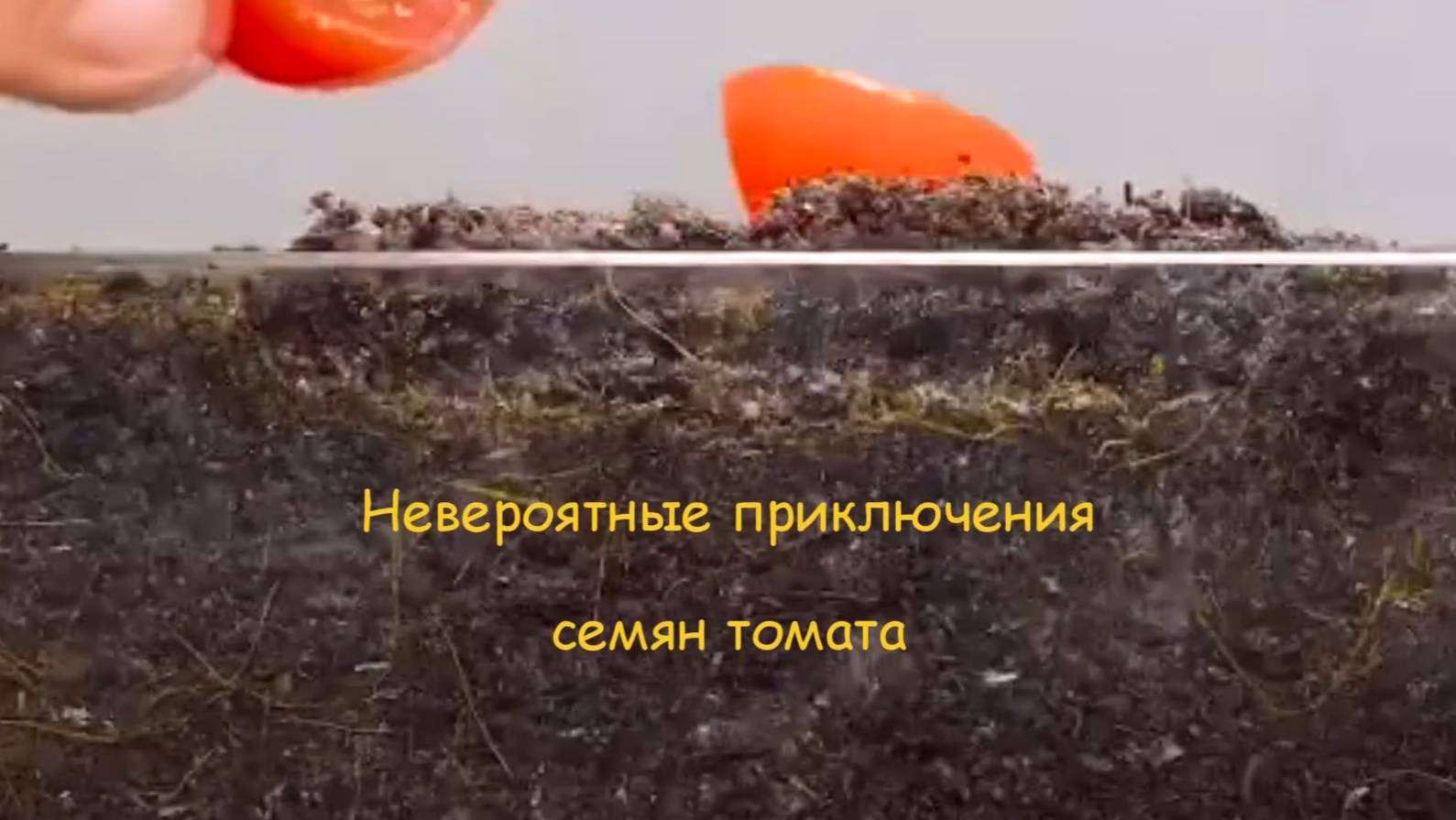 Взгляд изнутри. Невероятные приключения семян.