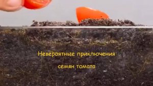 Взгляд изнутри. Невероятные приключения семян.