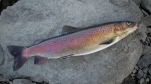 Зимняя рыбалка. 
Кадры пойманной рыбки.