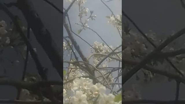 ДЕРЕВЕНСКИЕ ПЧЕЛЫ