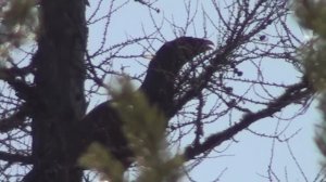 Архив. Начало весенней охоты на уток.