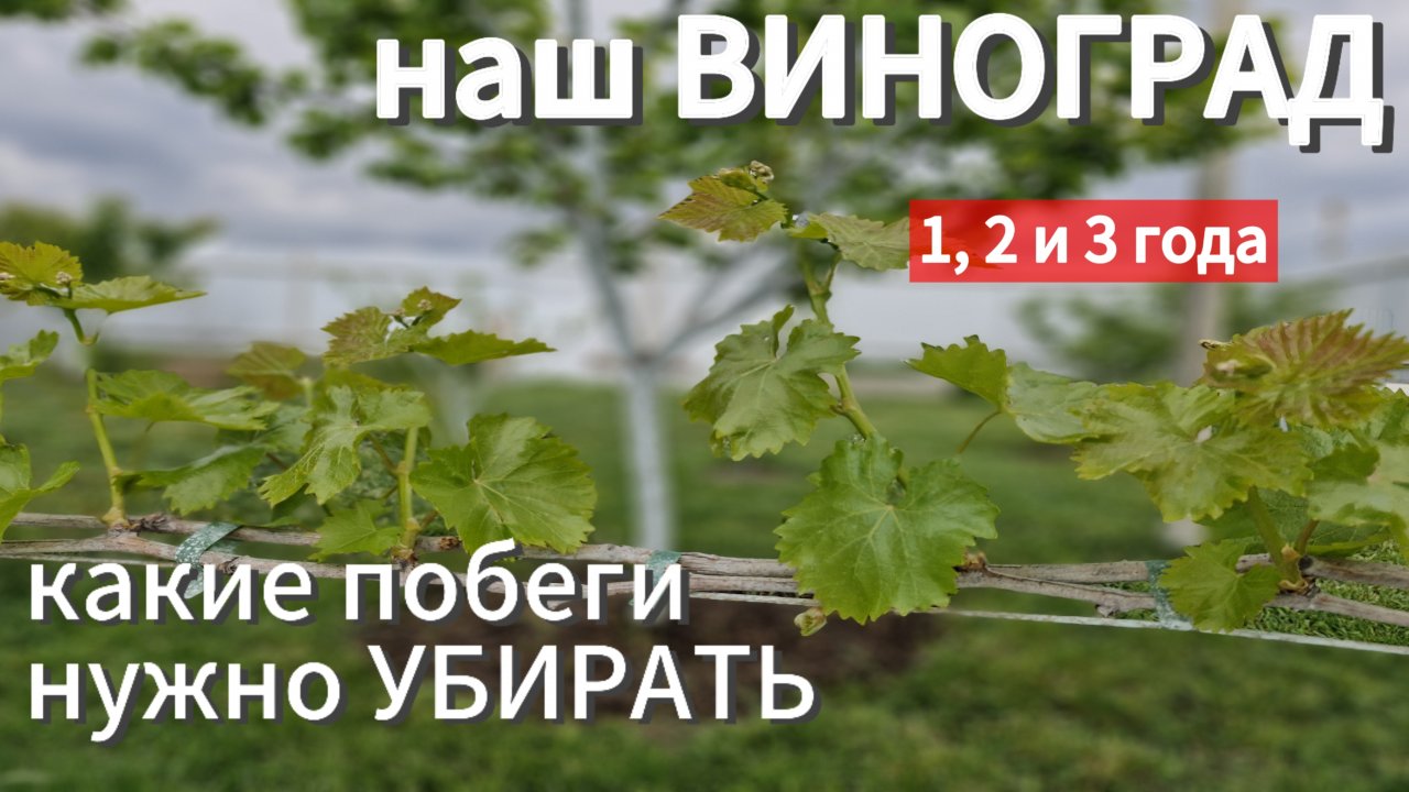 ВИНОГРАД в мае. ФОРМИРОВКА. станица НАТУХАЕВСКАЯ