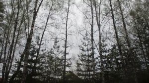 Птичьи трели