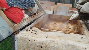 Последнее расширение перед делением семьи пчëл.