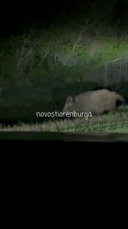 В Октябрьском районе заметили кабанов
