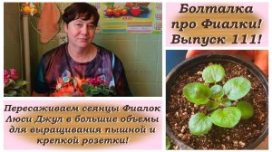 Болталка про Фиалки! Выпуск 111! Пересаживаем сеянцы Фиалок Люси Джул в большие объемы!