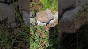 Как посадить можжевельник и сделать отводок ?