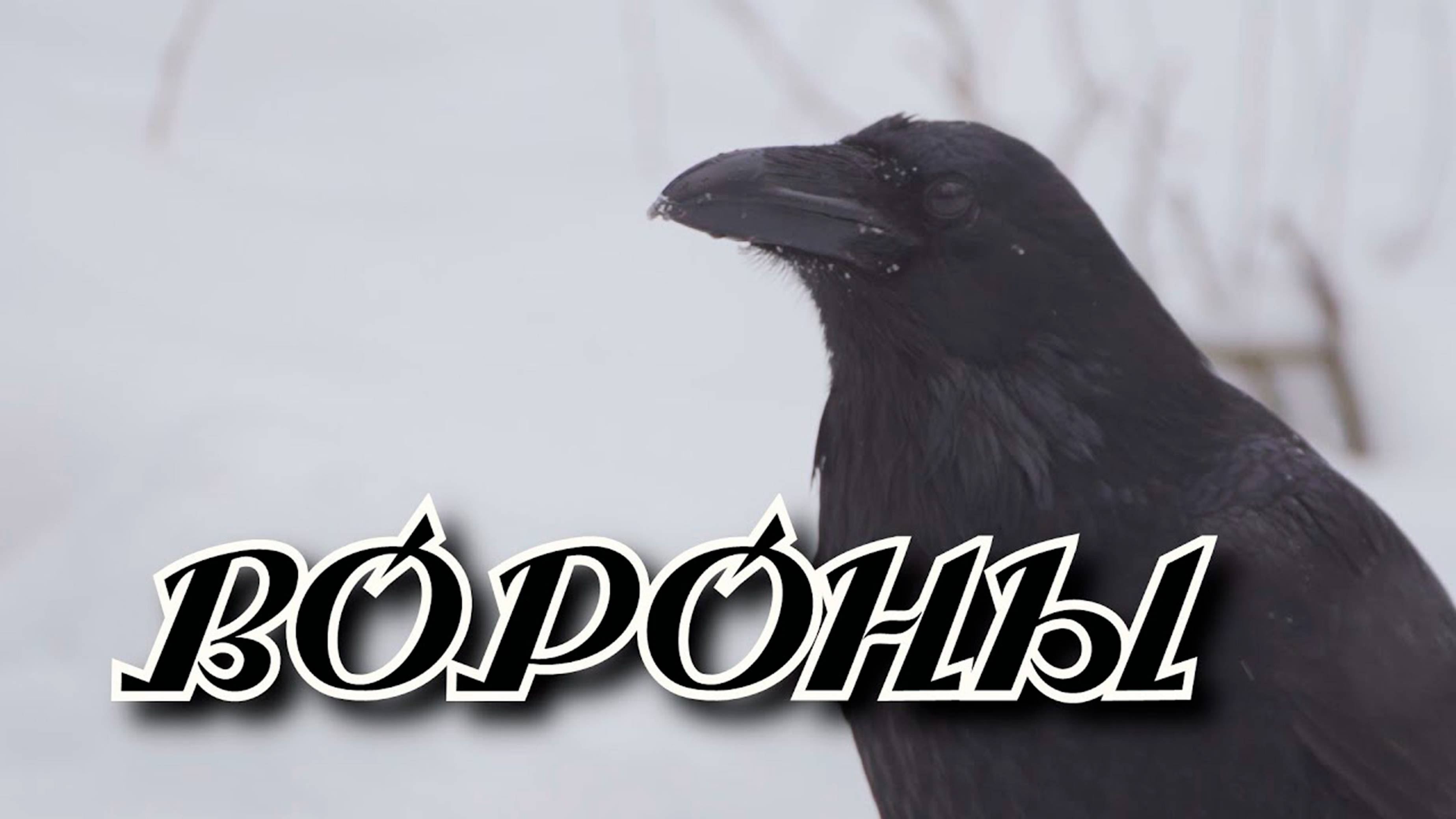 Песня на разрыв души Сергей Одинцов - Вороны