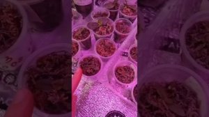 подопечные орхидеи из семян...растят корни и листики