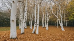 Как защитить садовые деревья от грызунов зимой. - Советы для сада