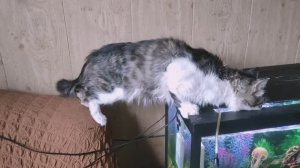 Кот Василий  Уталяет Жажду из Аквариума Водой . Фаина ждала и скучала.