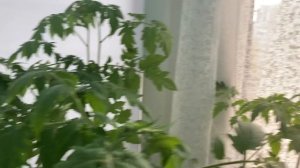 Рассада переросла. Что делать.