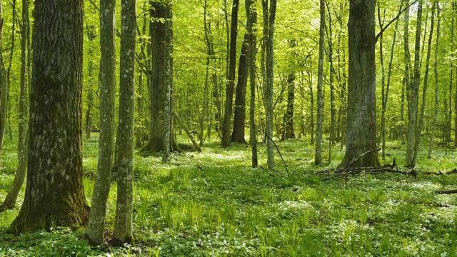 ЛЕТЕЛ ГОЛУБЬ смотреть онлайн