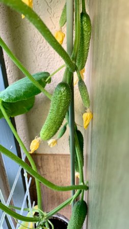Урожай огурцов в начале мая🥒