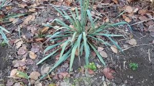 04-05-2025 Покупка семян.Готовая работа