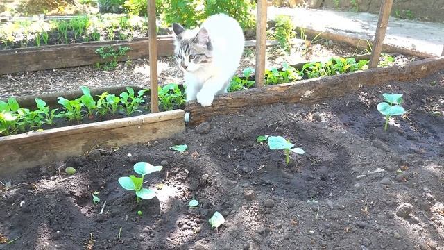 Из ГРЕЦИИ в ДОНЕЦК на ПМЖ / Сад и огород / Клумба из подручных материалов / Помогаем нашим смотреть онлайн