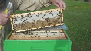 Когда будет мед 2025 года. Видео снято для моих покупателей меда.