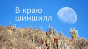 В краю шиншилл