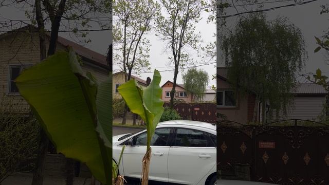 Жизнь на юге🌴ВЕТ КЛИНИКА БАРОН В ЛАЗАРЕВСКОМ- моей собачке сделали операцию цены во влоге