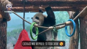 Сколько мне игрушек-то повесили. Теперь буду играть и веселиться целый день! 😁