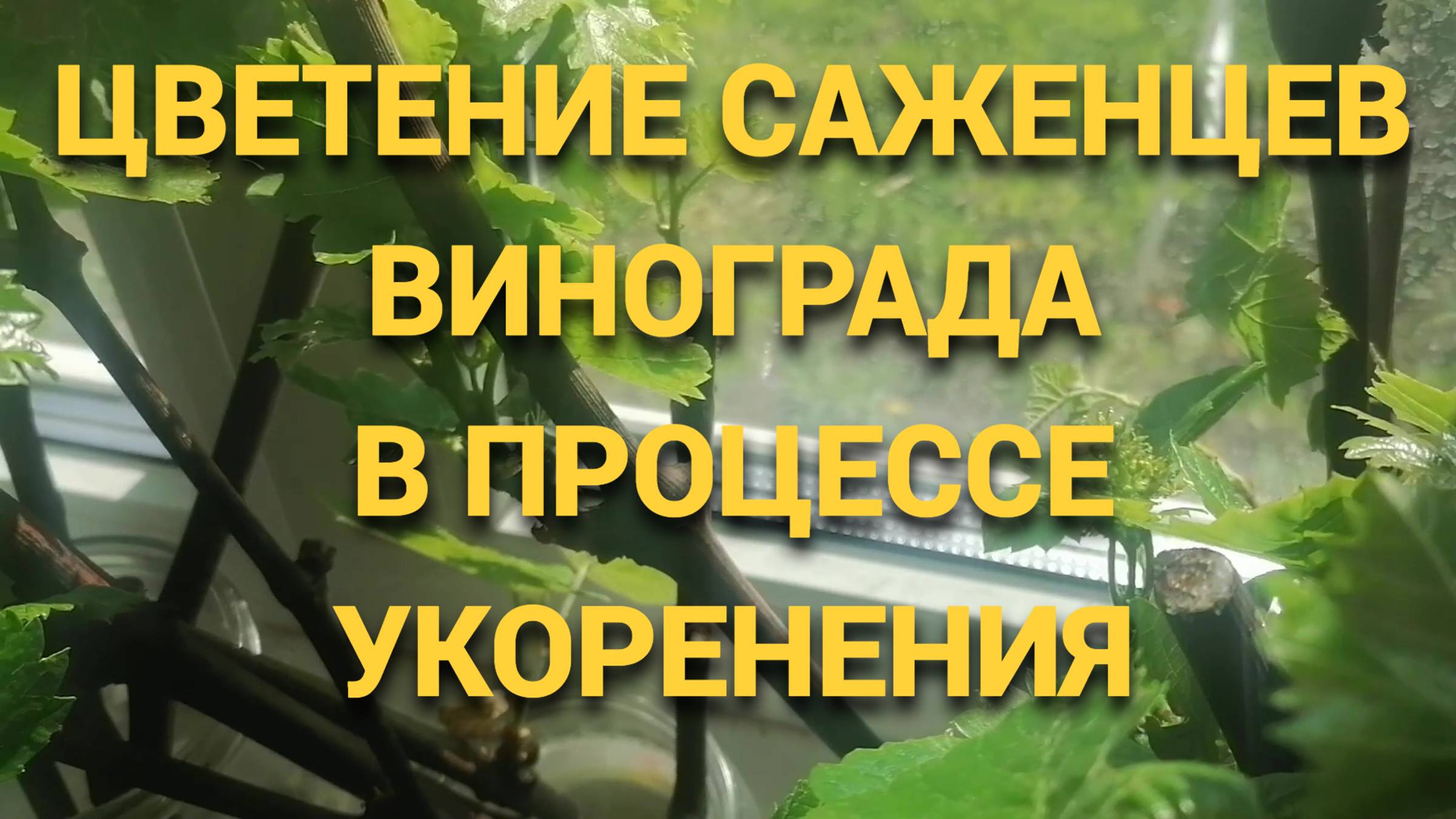 Нужно ли удалять бутоны будущих соцветий на саженцах винограда в процессе укоренения. смотреть онлайн