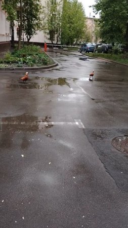 Утки в московском дворе🦆