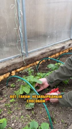 Вырвал гигантский арбуз 
#гиганты_АМИНОСИЛ_2025
#БуйскиеУдобрения
#средства_защиты_greenbelt