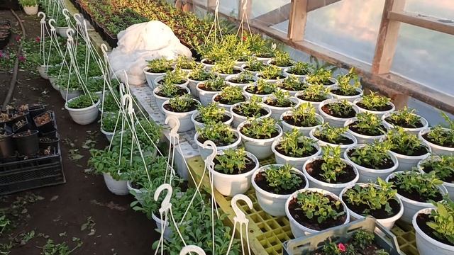 Обзор теплицы с однолетками на 03.05.2025.