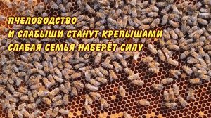 пчеловодство и слабыши станут крепышами слабая семья наберет силу ВСЕ БУДЕТ ХОРОШО