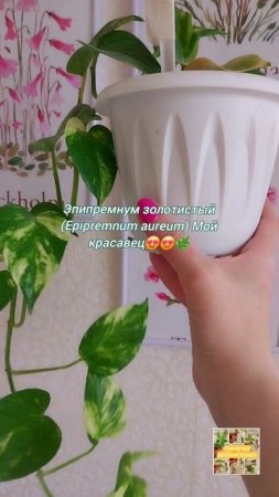 💖Епипремнум золотистый. Мой красавец😍🌿